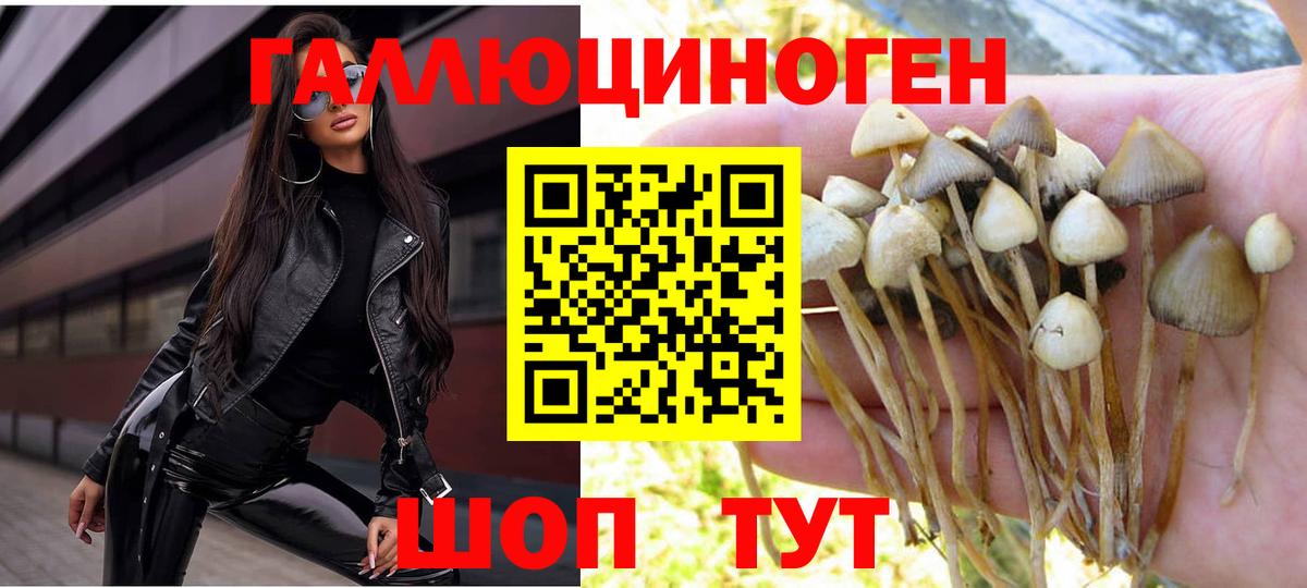 Псилоцибиновые грибы мицелий Горячий Ключ